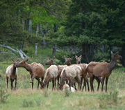 Elk