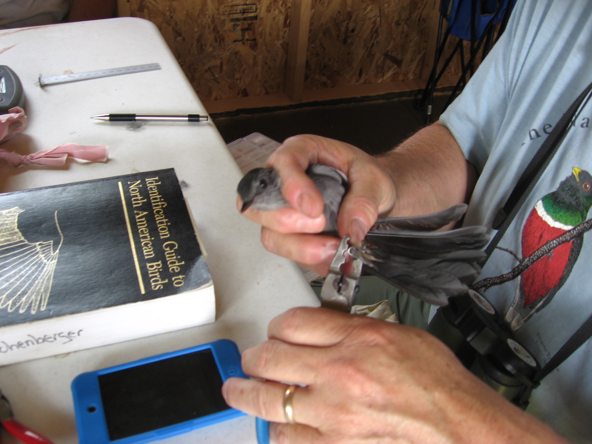 Bird banding on the Buechle (Fisher) property VIII
