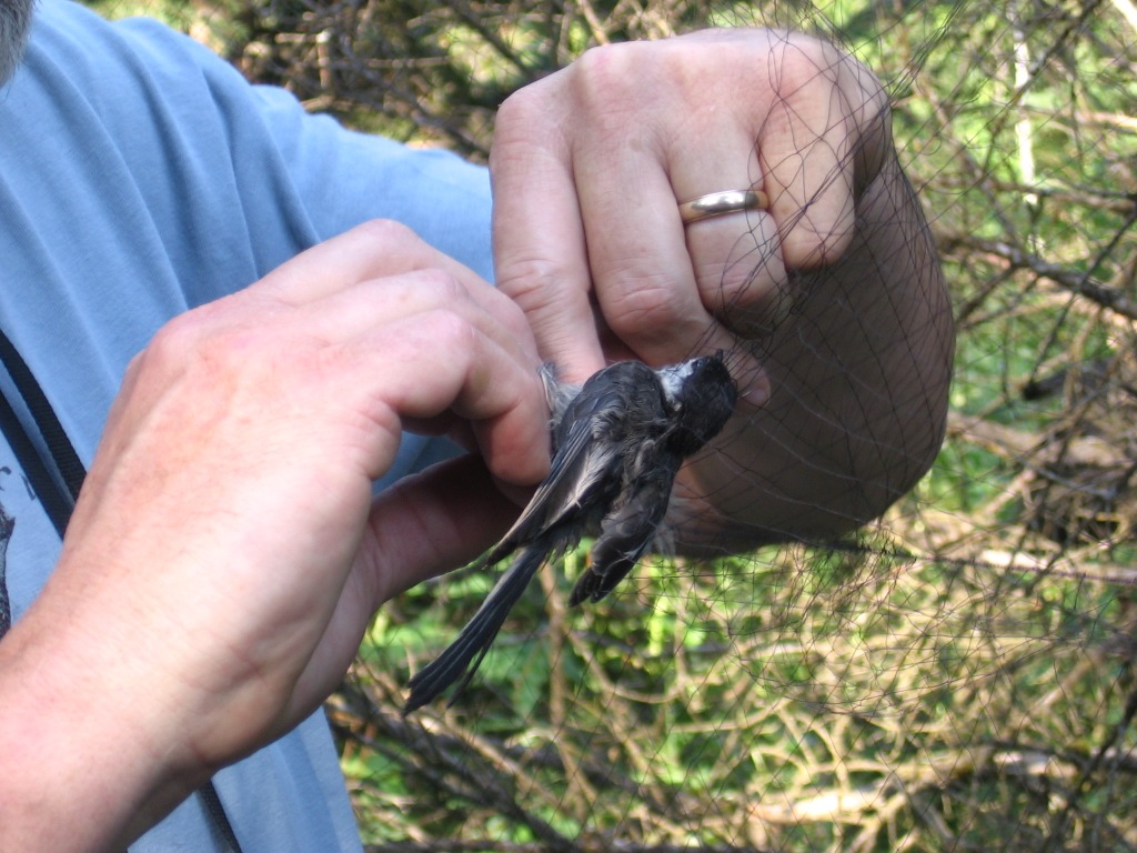 Bird caught in net for bird banding located in SW corner of property compressed