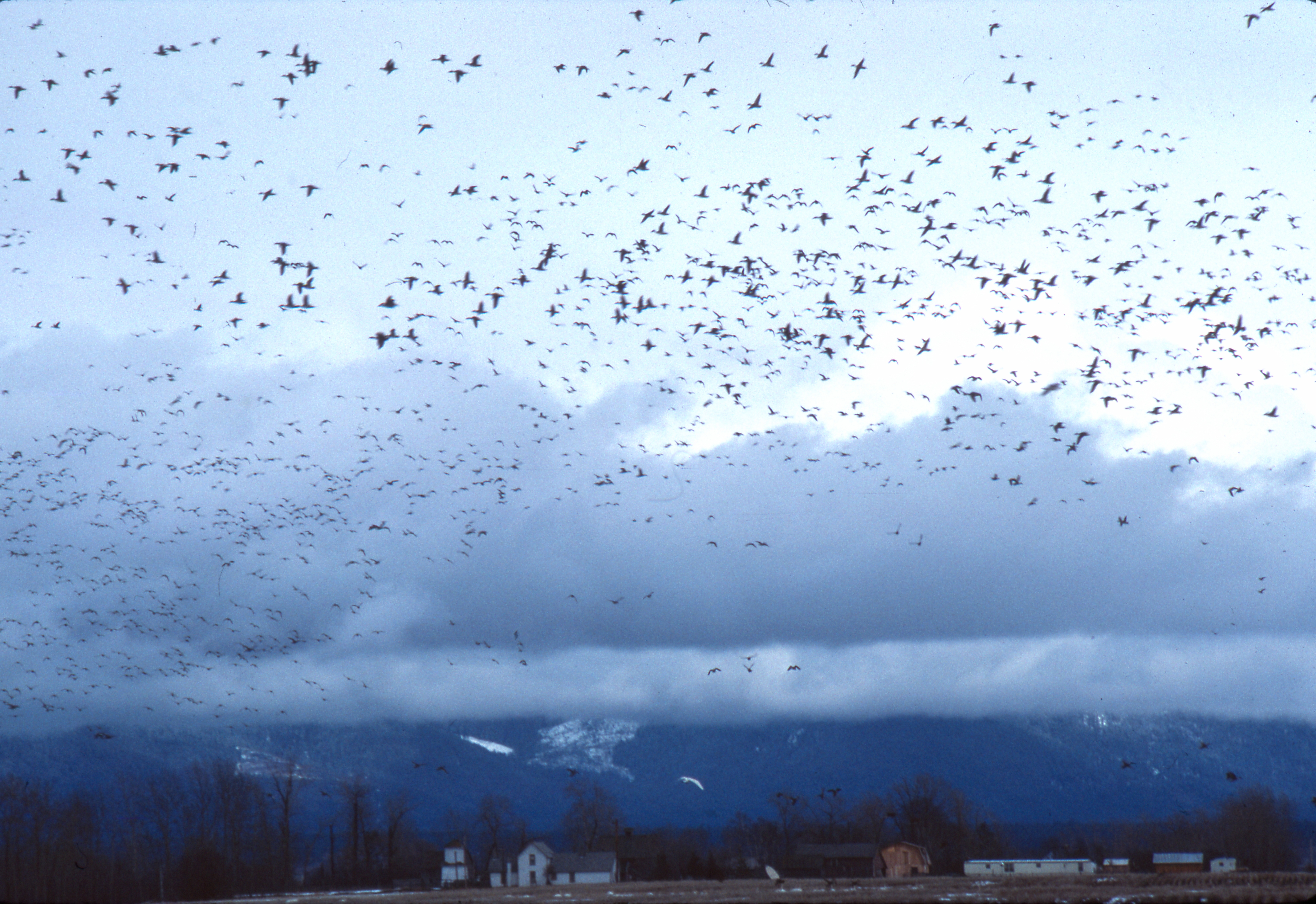 Birds_Lower Valley by Dan Casey