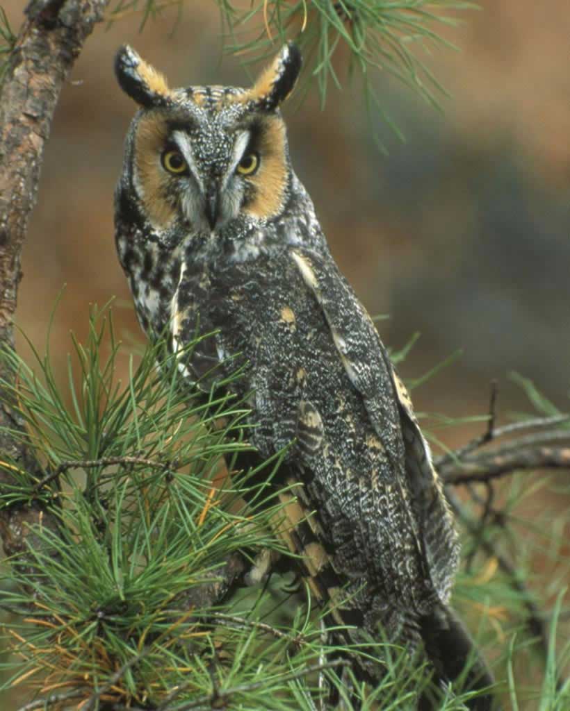 Long-eared_Owl_g14-8-019_l