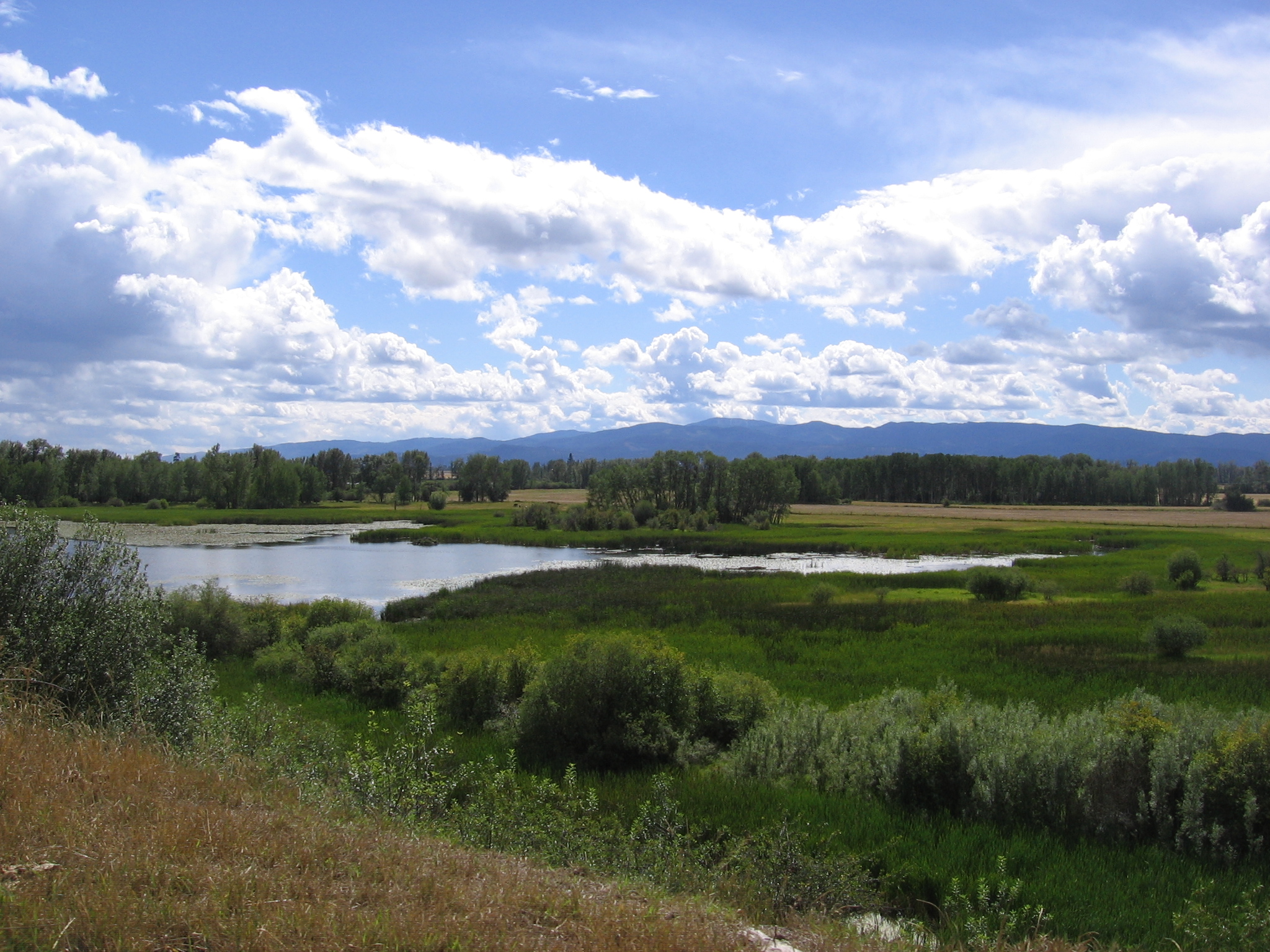 Looking down on wetlands & CE property from access rd.