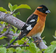 avian