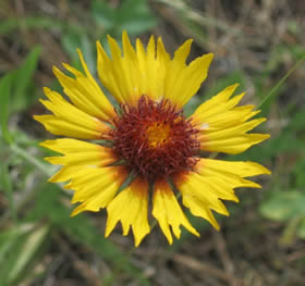 blanket flower