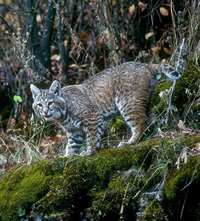 bobcat
