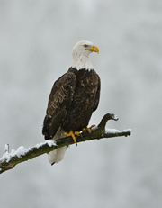 eagle