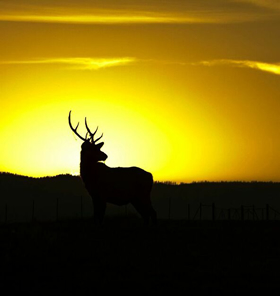 elk
