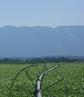 irrigation