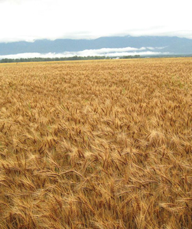 Support Flathead Land Trust