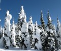 Give a Year End Gift for Conservation – and Double Your Giving Impact!