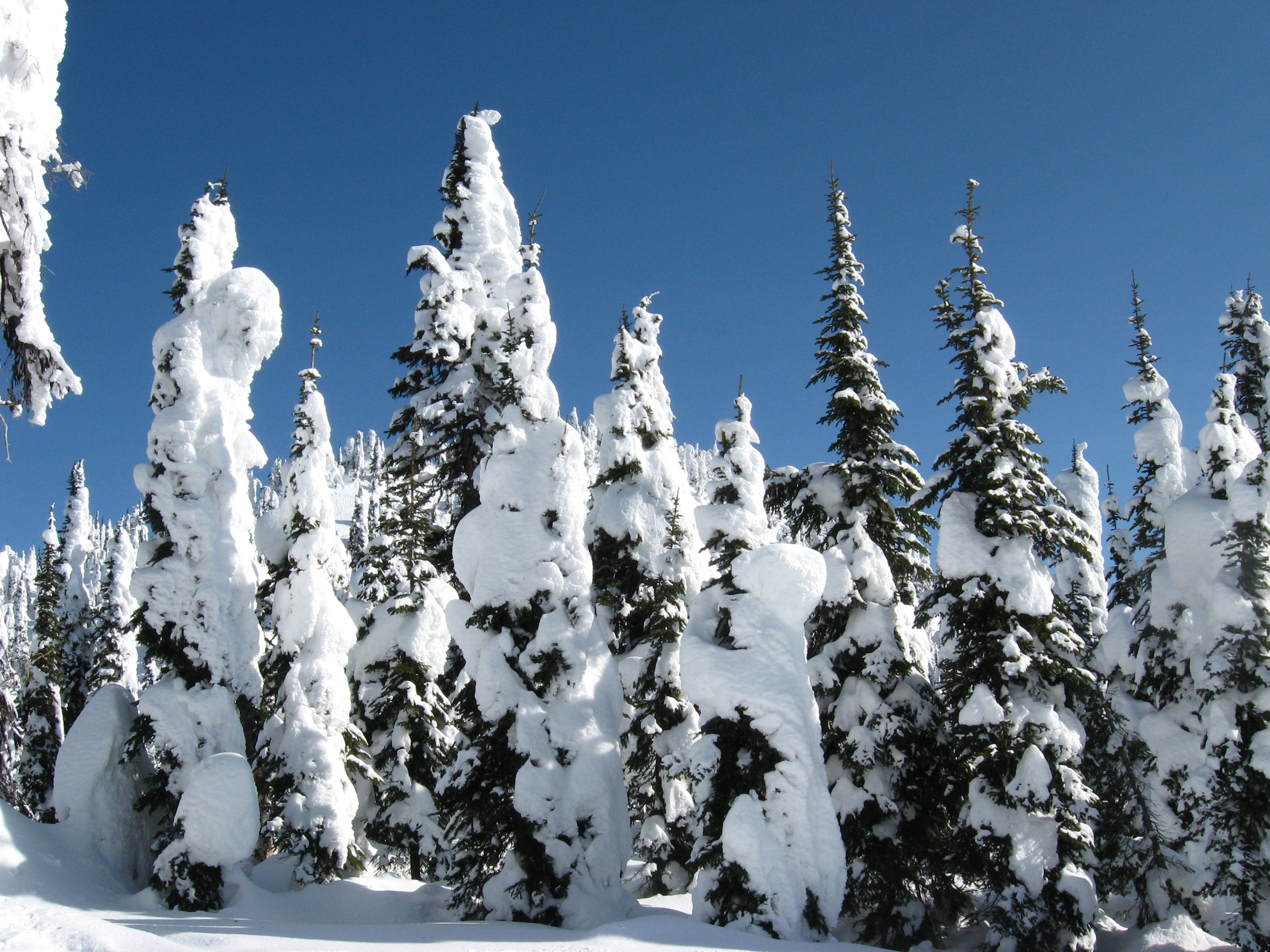 FLT Winter Photos - Harley (1)
