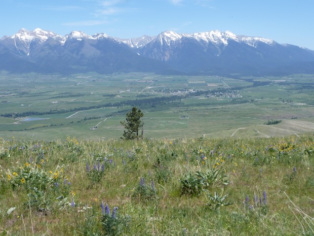Announcing New Bird and Wildlife Habitat Protection in the Smith and Mission Valleys