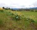 Flathead Land Trust Conserves Darrow’s Paladin Farm Near Bigfork