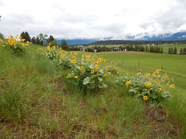 Flathead Land Trust Conserves Darrow’s Paladin Farm Near Bigfork