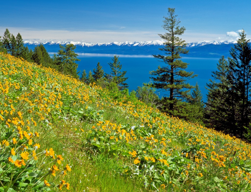 balsamroot on hillslope above flathead lake across from the mission mountains near elmo, montana. Image shot 2011. Exact date unknown.