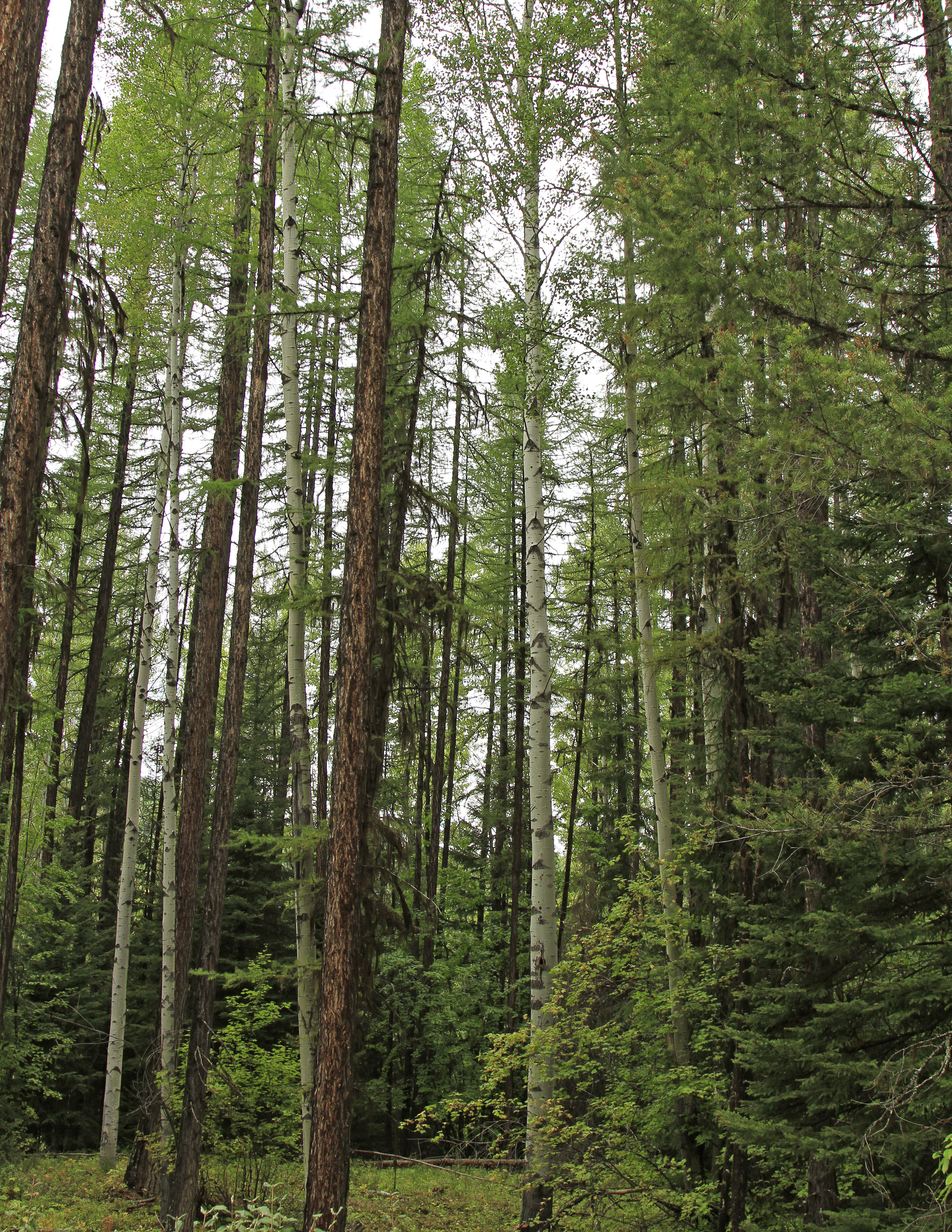 forest2-nelson-by-harley-mumma