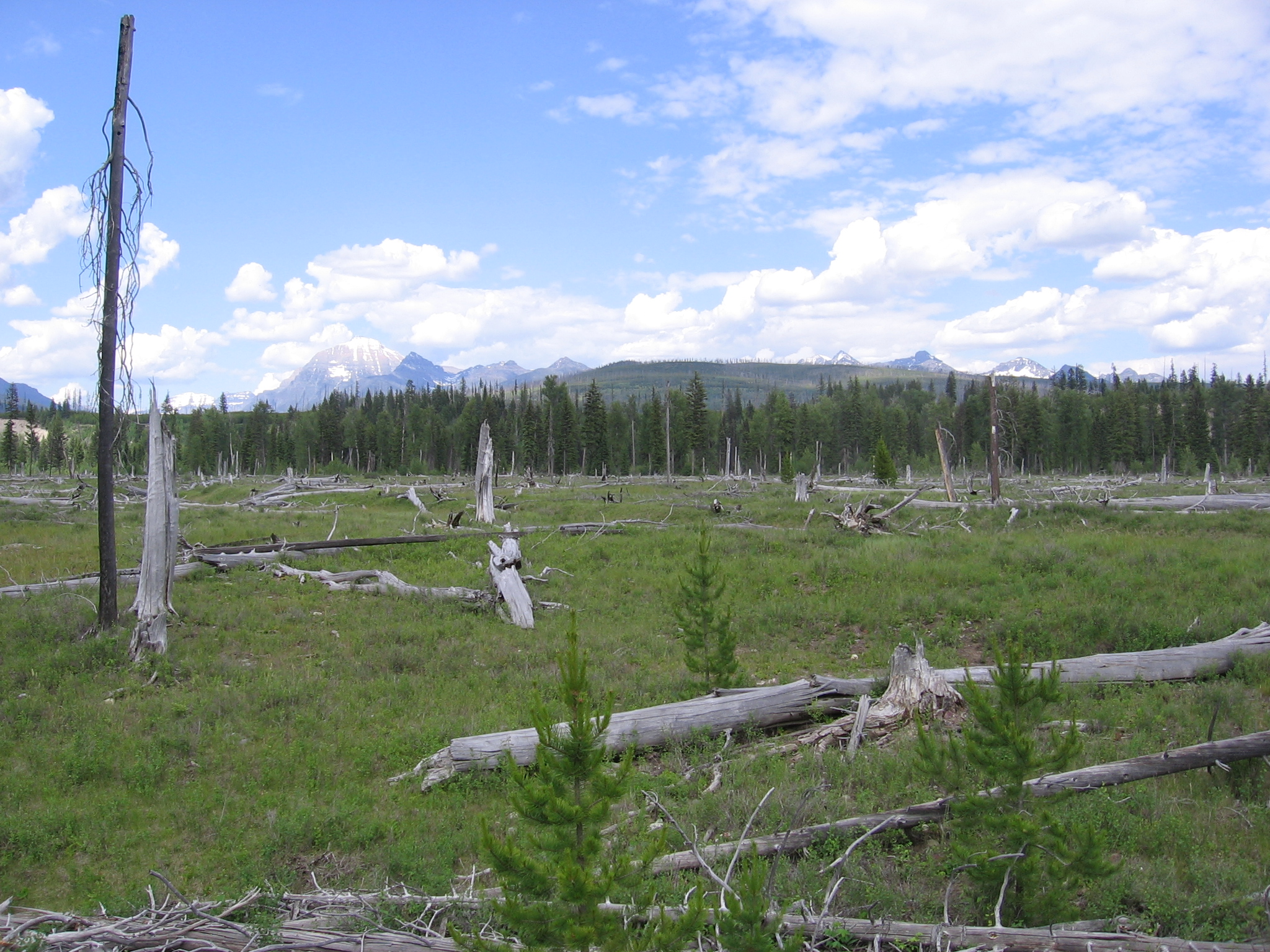 Looking east at Frederick property from eastern part of property