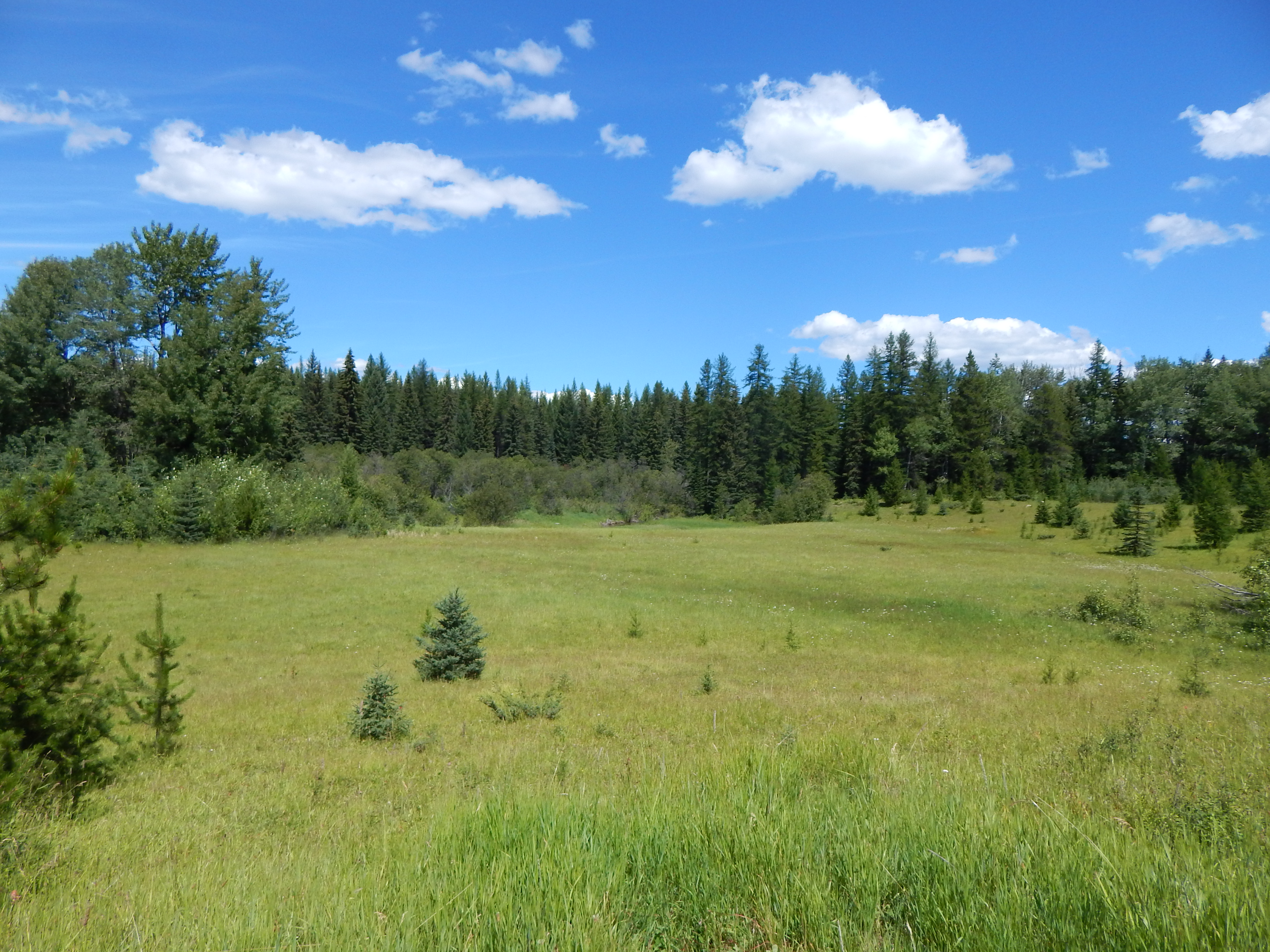 meadow-on-nelson-ce-071916h
