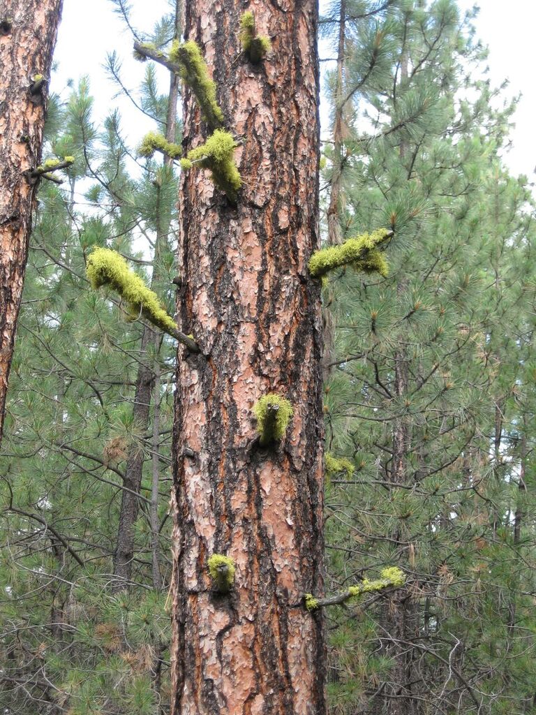 lichponderosa