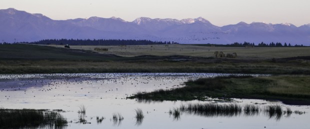 West Valley Wetlands Bird Watching Tour