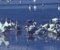 North Shore Bird Oasis and West Valley Wetlands Conservation Completed