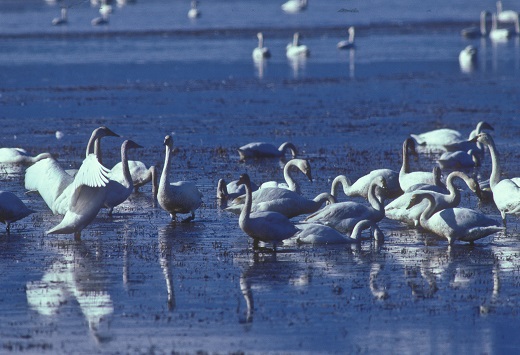 North Shore Bird Oasis and West Valley Wetlands Conservation Completed