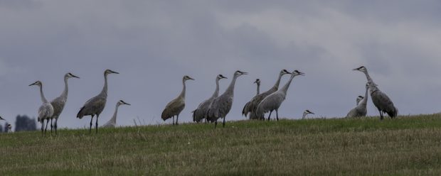 West Valley Wetlands Bird Viewing Area Opening Celebration