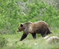 Coolidge Conservation Easement Near Polebridge Completed