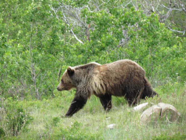 Coolidge Conservation Easement Near Polebridge Completed