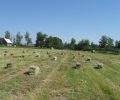 Robbins Conservation Easement along Wileys Slough Completed