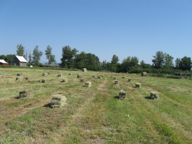 Robbins Conservation Easement along Wileys Slough Completed