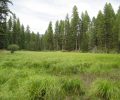 Wildlife Habitat & Working Forest Conserved Near Olney