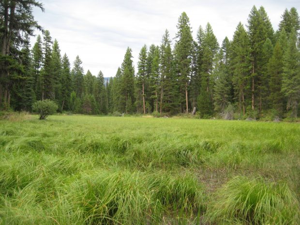 Wildlife Habitat & Working Forest Conserved Near Olney