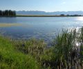 Migratory Bird Habitat at Reed’s Slough Conserved