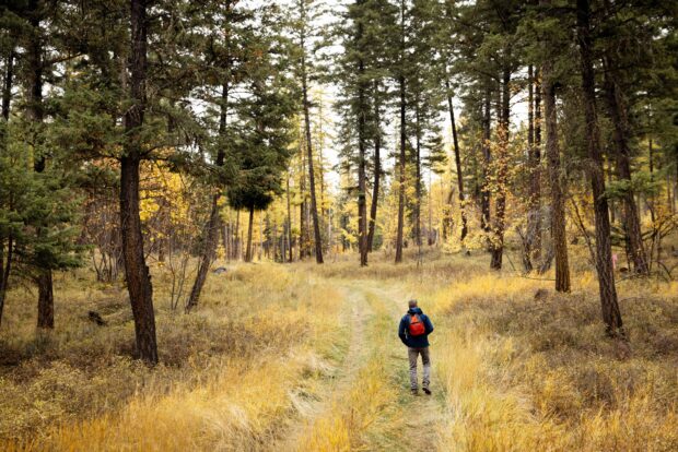 Invitation to Bid on Trail Building for the Bigfork Harrell Community Forest Trail Project
