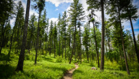 Bigfork-Harrell Forest Trails
