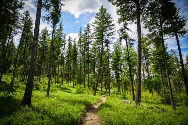 Harrell Forest Grand Opening Celebration