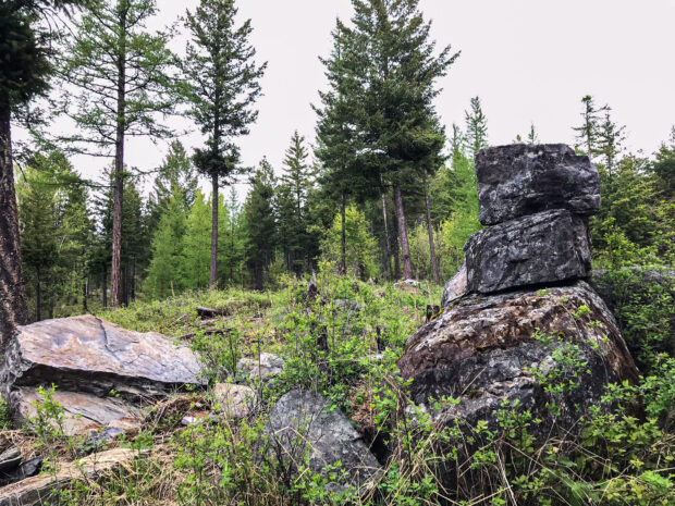 Geology Tour of Harrell Forest