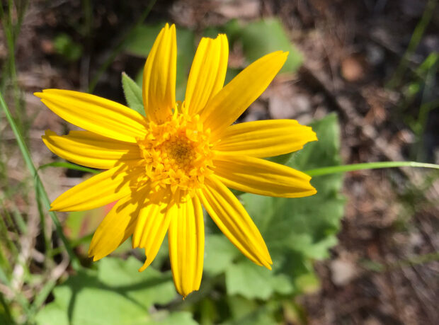 Wildflower Walk at Harrell Forest