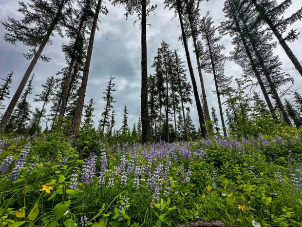 New Conservation Easement Near Swan Lake: Sanctuary for Wildlife, Water Quality and Scenic Beauty!